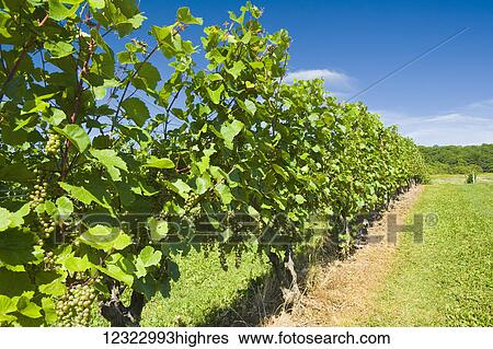 Stock Photograph - Gasperau Valley vineyards, near Wolfville; Nova Scotia, Canada. Fotosearch