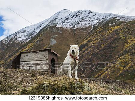 Stock Photograph - Georgian Shepherd dog by his dog house; Ushguli, Samegrelo-Zemo Svaneti, Georgia. Fotosearch