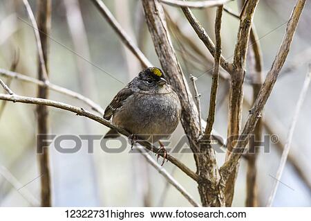Stock Photograph - Golden-crowned Sparrow (Zonotrichia atricapilla) found in the brush during the winter; Astoria, Oregon, United States of America. Fotosearch