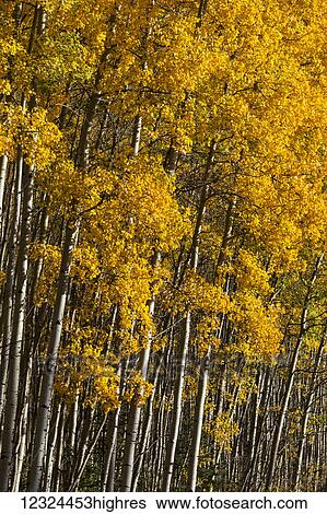Stock Photograph - Golden foliage on trees in a forest; Alberta, Canada. Fotosearch