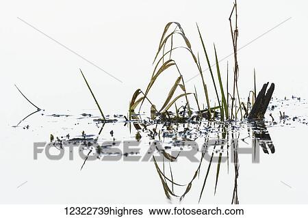 Stock Photograph - Grass grows in Coffenbury Lake; Hammond, Oregon, United States of America. Fotosearch