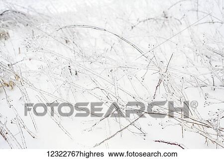 Grasses and plants covered with ice and snow in winter View Large Photo Image Stock Photograph - Grasses and plants covered with ice and snow in winter. Fotosearch