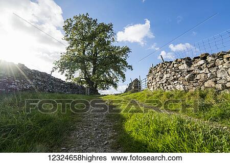 Gravel tracks between two stone walls leading towards a tree under a blue sky with cloud; North Yorkshire, England View Large Photo Image Stock Photograph - Gravel tracks between two stone walls leading towards a tree under a blue sky with cloud; North Yorkshire, England. Fotosearch