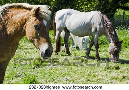 Grazing brown and white horses in a pasture; Otford, Kent, England View Large Photo Image Stock Photograph - Grazing brown and white horses in a pasture; Otford, Kent, England. Fotosearch