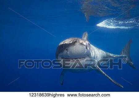 Stock Photograph - Great white shark (Carcharodon carcharias); Guadalupe Island, Mexico. Fotosearch