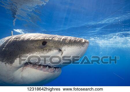 Great white shark (Carcharodon carcharias); Guadalupe Island, Mexico View Large Photo Image Stock Photograph - Great white shark (Carcharodon carcharias); Guadalupe Island, Mexico. Fotosearch