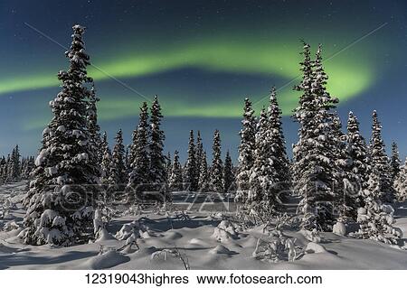 Stock Photograph - Green Aurora Borealis dances over the tops of s0w covered black spruce trees, moonlight casting shadows on a clear winter night, interior Alaska; Gakona, Alaska, United States of America. Fotosearch