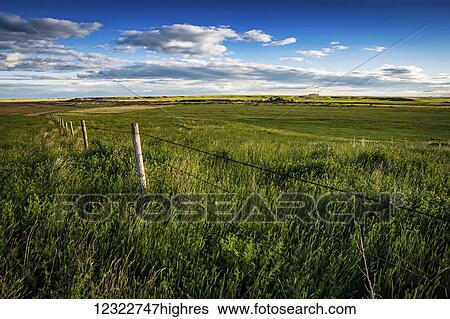 Stock Photograph - Green fields on prairie farmland; Herschel, Saskatchewan, Canada. Fotosearch