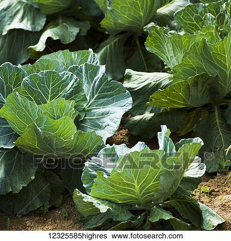 Stock Photograph - Green leafy vegetable growing in a garden; Tambon Pa Tueng, Chang Wat Chiang Rai, Thailand. Fotosearch
