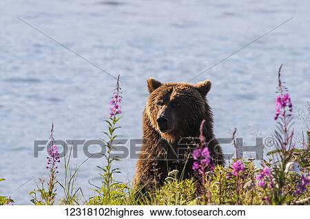 Stock Photograph - Grizzly at Allison Point near Valdez and Dayville Road, Southcentral Alaska, USA. Fotosearch