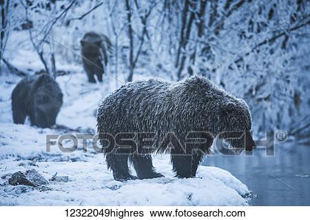 Stock Photograph - Grizzly bear in Ni'iinlii Njik (Fishing Branch) Territorial Park, Yukon Territory, Canada. Fotosearch