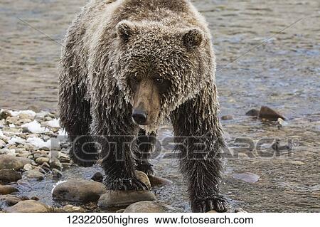 Stock Photograph - Grizzly bear in Ni'iinlii Njik (Fishing Branch) Territorial Park, Yukon Territory, Canada. Fotosearch