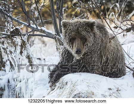 Stock Photograph - Grizzly bear in Ni'iinlii Njik (Fishing Branch) Territorial Park, Yukon Territory, Canada. Fotosearch