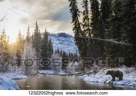 Grizzly bear (ursus arctos horribilis) looking for fish at sunrise in Ni'iinlii Njik (Fishing Branch) Territorial Park; Yukon, Canada View Large Photo Image Stock Photograph - Grizzly bear (ursus arctos horribilis) looking for fish at sunrise in Ni'iinlii Njik (Fishing Branch) Territorial Park; Yukon, Canada. Fotosearch
