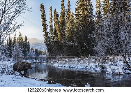 Grizzly bear (ursus arctos horribilis) looking for fish at sunrise in Ni'iinlii Njik (Fishing Branch) Territorial Park; Yukon, Canada View Large Photo Image Stock Photograph - Grizzly bear (ursus arctos horribilis) looking for fish at sunrise in Ni'iinlii Njik (Fishing Branch) Territorial Park; Yukon, Canada. Fotosearch