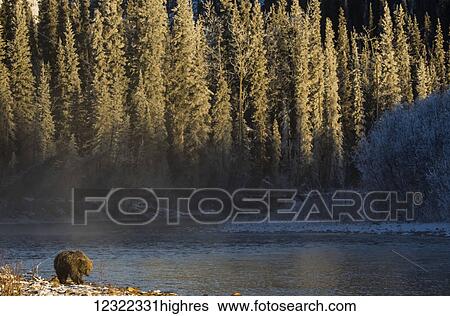 Grizzly bear (ursus arctos horribilis) fishing in Ni'iinlii Njik (Fishing Branch) Territorial Park; Yukon, Canada View Large Photo Image Stock Photograph - Grizzly bear (ursus arctos horribilis) fishing in Ni'iinlii Njik (Fishing Branch) Territorial Park; Yukon, Canada. Fotosearch