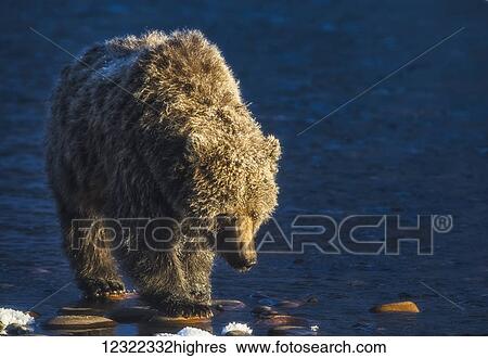 Stock Photograph - Grizzly bear (ursus arctos horribilis) fishing and searching for fish in Ni'iinlii Njik (Fishing Branch) Territorial Park; Yukon, Canada. Fotosearch