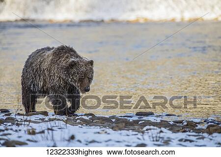 Grizzly bear (ursus arctos horribilis) fishing and searching for fish in Ni'iinlii Njik (Fishing Branch) Territorial Park; Yukon, Canada View Large Photo Image Stock Photograph - Grizzly bear (ursus arctos horribilis) fishing and searching for fish in Ni'iinlii Njik (Fishing Branch) Territorial Park; Yukon, Canada. Fotosearch