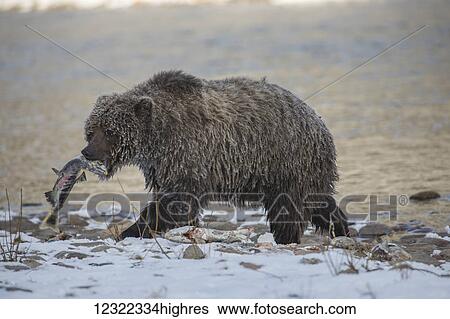 Stock Photograph - Grizzly bear (ursus arctos horribilis) fishing and searching for fish in Ni'iinlii Njik (Fishing Branch) Territorial Park; Yukon, Canada. Fotosearch
