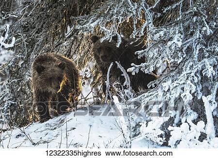 Grizzly bears (ursus arctos horribilis) walking on the snowy shore searching for fish in Ni'iinlii Njik (Fishing Branch) Territorial Park; Yukon, Canada View Large Photo Image Stock Photograph - Grizzly bears (ursus arctos horribilis) walking on the snowy shore searching for fish in Ni'iinlii Njik (Fishing Branch) Territorial Park; Yukon, Canada. Fotosearch