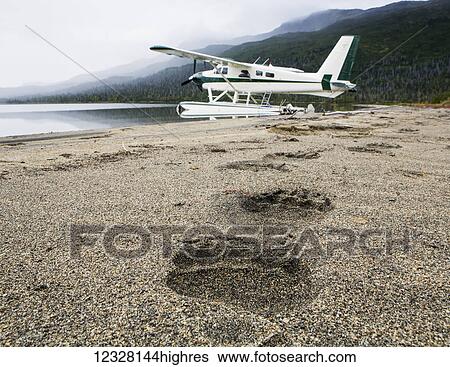 Grizzly paw prints lead toward a De Havilland DHC-2 Beaver turbine floatplane moored along a beach shoreline, Southwest Alaska, USA View Large Photo Image Stock Photograph - Grizzly paw prints lead toward a De Havilland DHC-2 Beaver turbine floatplane moored along a beach shoreline, Southwest Alaska, USA. Fotosearch