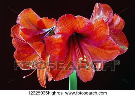 Group of brightly coloured lilies against a dark background; Calgary, Alberta, Canada View Large Photo Image Stock Photograph - Group of brightly coloured lilies against a dark background; Calgary, Alberta, Canada. Fotosearch