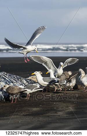 Gulls feast on a Sperm Whale that has washed up on a beach on the Oregon Coast; Hammond, Oregon, United States of America View Large Photo Image Stock Photograph - Gulls feast on a Sperm Whale that has washed up on a beach on the Oregon Coast; Hammond, Oregon, United States of America. Fotosearch
