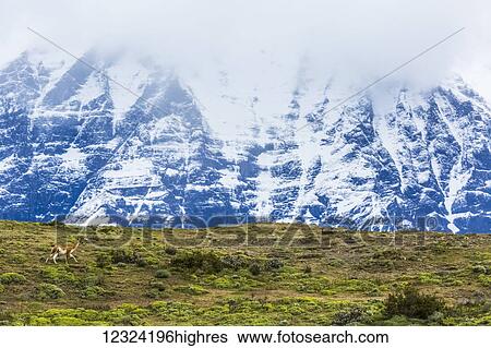 Stock Photograph - Gunanaco in Torre del Paine National Park in Chilean Patagonia; Torres del Paine, Magallanes, Chile. Fotosearch