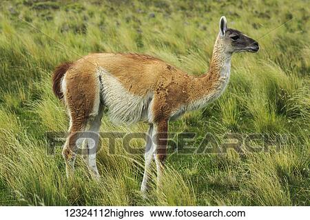 Stock Photograph - Gunanaco (Lama guanicoe) in Torre del Paine National Park in Chilean Patagonia; Torres del Paine, Magallanes, Chile. Fotosearch