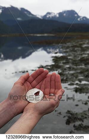 Stock Photograph - Hand holding a unique white shell with a hole in the middle at the water's edge; Alaska, United States of America. Fotosearch