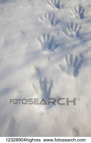 Hand prints in the snow; Alaska, United States of America View Large Photo Image Stock Photograph - Hand prints in the snow; Alaska, United States of America. Fotosearch