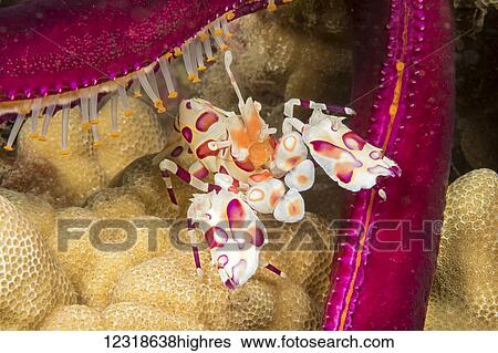 Harlequin shrimp (Hyme0cera picta) feeding on a seastar; Hawaii, United States of America View Large Photo Image Stock Photograph - Harlequin shrimp (Hyme0cera picta) feeding on a seastar; Hawaii, United States of America. Fotosearch
