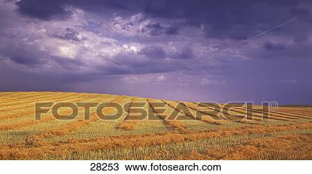 Harvested field View Large Photo Image Stock Image - Harvested field. Fotosearch