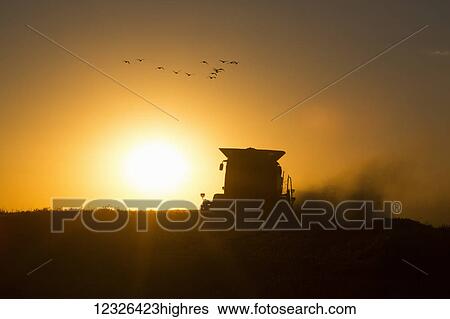 Stock Photograph - Harvesting wheat in late autumn at sunset with a small flock of geese overhead; Edmonton, Alberta, Canada. Fotosearch