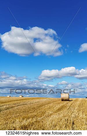 Stock Photograph - Hay bales on a cut field under a blue sky with cloud; Ravensworth, North Yorkshire, England. Fotosearch