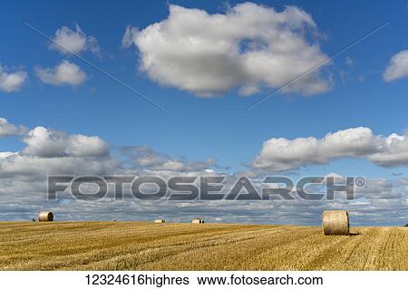 Stock Photograph - Hay bales on a cut field under a blue sky with cloud; Ravensworth, North Yorkshire, England. Fotosearch