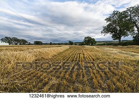 Stock Photograph - Hay stubble on a cut field under a cloudy sky; Ravensworth, North Yorkshire, England. Fotosearch