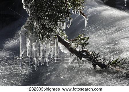 Heavy icicles hanging from a Douglas Fir branch over a fast moving mountain stream, Olympic Peninsula; Washington, United States of America View Large Photo Image Stock Photograph - Heavy icicles hanging from a Douglas Fir branch over a fast moving mountain stream, Olympic Peninsula; Washington, United States of America. Fotosearch