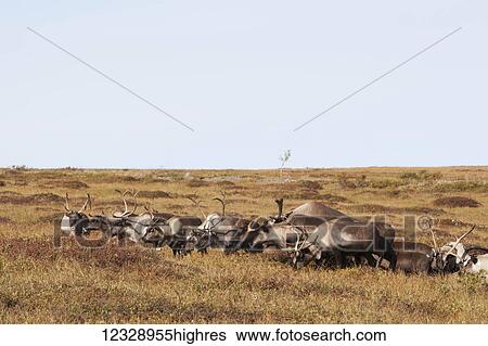 Stock Photograph - Herd of Caribou (Rangifer tarandus caribou) grazing in a field; Alaska, United States of America. Fotosearch