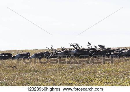 Stock Photograph - Herd of Caribou (Rangifer tarandus caribou) grazing in a field; Alaska, United States of America. Fotosearch