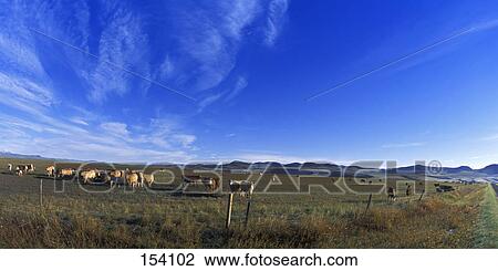Herd of cows View Large Photo Image Stock Image - Herd of cows. Fotosearch