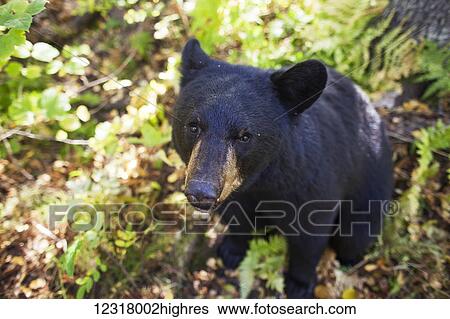 Stock Photograph - High angle view of a black bear (ursus americanus) standing among the plants and shrubs in a forest, South-central Alaska; Alaska, United States of America. Fotosearch