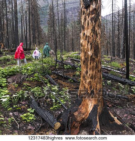 Hiking with rain ponchos on St. Mary Falls Trail, Glacier National Park; Montana, United States of America View Large Photo Image Stock Photograph - Hiking with rain ponchos on St. Mary Falls Trail, Glacier National Park; Montana, United States of America. Fotosearch