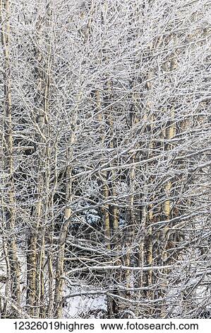 Stock Photograph - Hoar frost covered Cottonwood trees are cast in sunlight along Turnagain Arm, South-central Alaska; Anchorage, Alaska, United States of America. Fotosearch