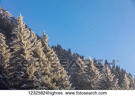Hoar frost covered evergreen trees are cast in warm sunlight along Turnagain Arm in winter, South-central Alaska; Alaska, United States of America View Large Photo Image Stock Photograph - Hoar frost covered evergreen trees are cast in warm sunlight along Turnagain Arm in winter, South-central Alaska; Alaska, United States of America. Fotosearch