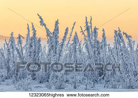 Hoarfrost covers black spruce trees as ground fog and dusk descend on Palmer Hay Flats in South-central Alaska in winter; Alaska, United States of America View Large Photo Image Stock Photograph - Hoarfrost covers black spruce trees as ground fog and dusk descend on Palmer Hay Flats in South-central Alaska in winter; Alaska, United States of America. Fotosearch