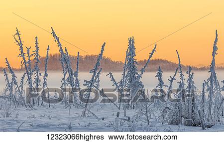 Stock Photograph - Hoarfrost covers black spruce trees as ground fog and dusk descend on Palmer Hay Flats in South-central Alaska in winter; Alaska, United States of America. Fotosearch