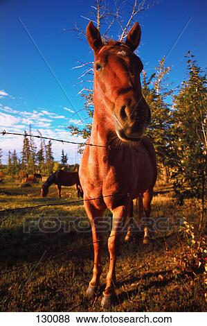 Horse in morning light View Large Photo Image Stock Photo - Horse in morning light. Fotosearch