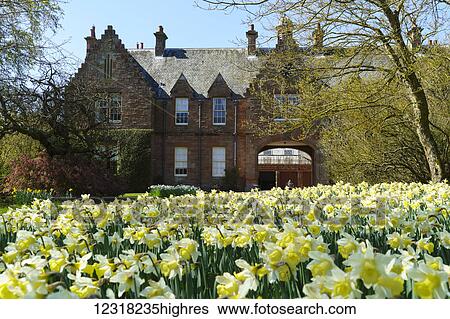 Stock Photograph - House with new growth on trees and daffodils in the foreground; 0rthumberland, England. Fotosearch