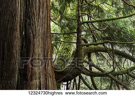 Huge Western Red Cedar trees are found at Ecola Creek Forest Reserve; Cannon Beach, Oregon, United States of America View Large Photo Image Stock Photograph - Huge Western Red Cedar trees are found at Ecola Creek Forest Reserve; Cannon Beach, Oregon, United States of America. Fotosearch